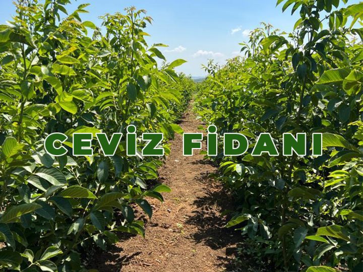 Ceviz Fidanı Dikimi: Adım Adım Rehber