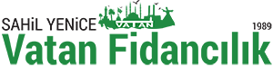 Aşılı Ceviz Fidanım